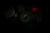Pulsera de hombre en la oscuridad: manecillas e índices luminiscentes en verde, esfera oscura.