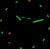 Primer plano de una esfera de reloj con marcadores de hora que brillan en verde sobre un fondo negro