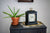 Reloj de mesa sobre cómoda junto a planta en maceta, carcasa negra, esfera floral, asa dorada