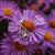 Pendientes Daydreamer con piedra, montura plateada en forma de gota con piedra oscura